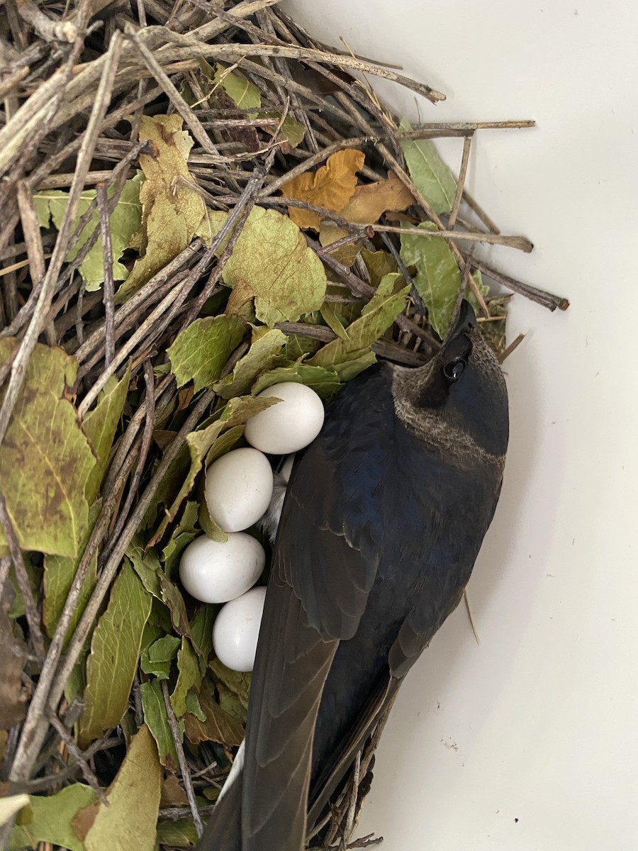 Elai purpura - ML646683918