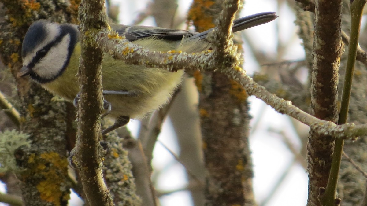 Eurasian Blue Tit - ML646683921