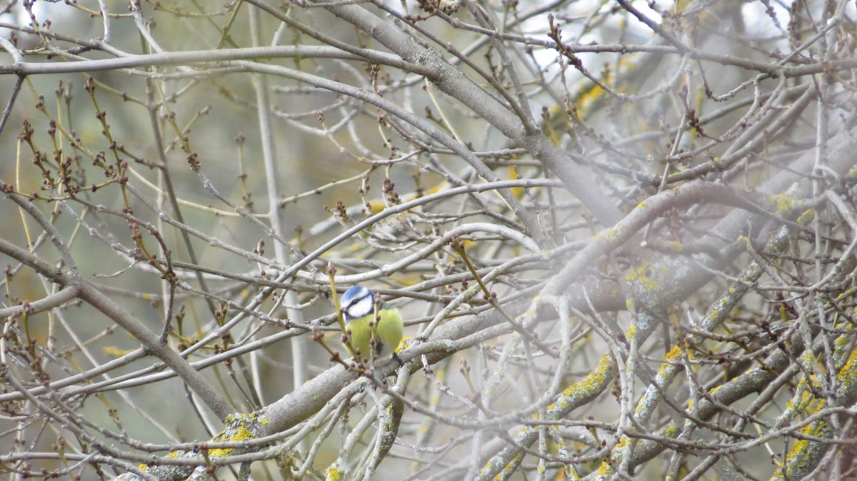 Eurasian Blue Tit - ML646683922