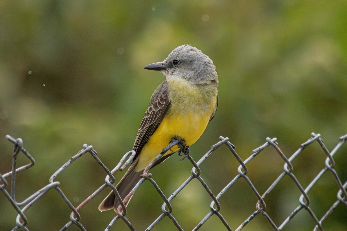 Tropical Kingbird - ML646683927