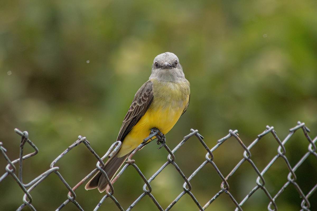 Tropical Kingbird - ML646683928