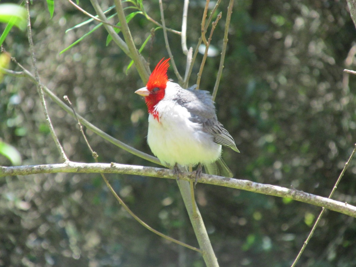 Red-crested Cardinal - ML646683930
