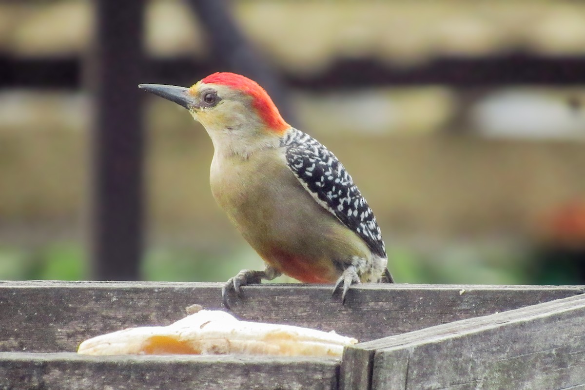Acorn Woodpecker - ML646683944