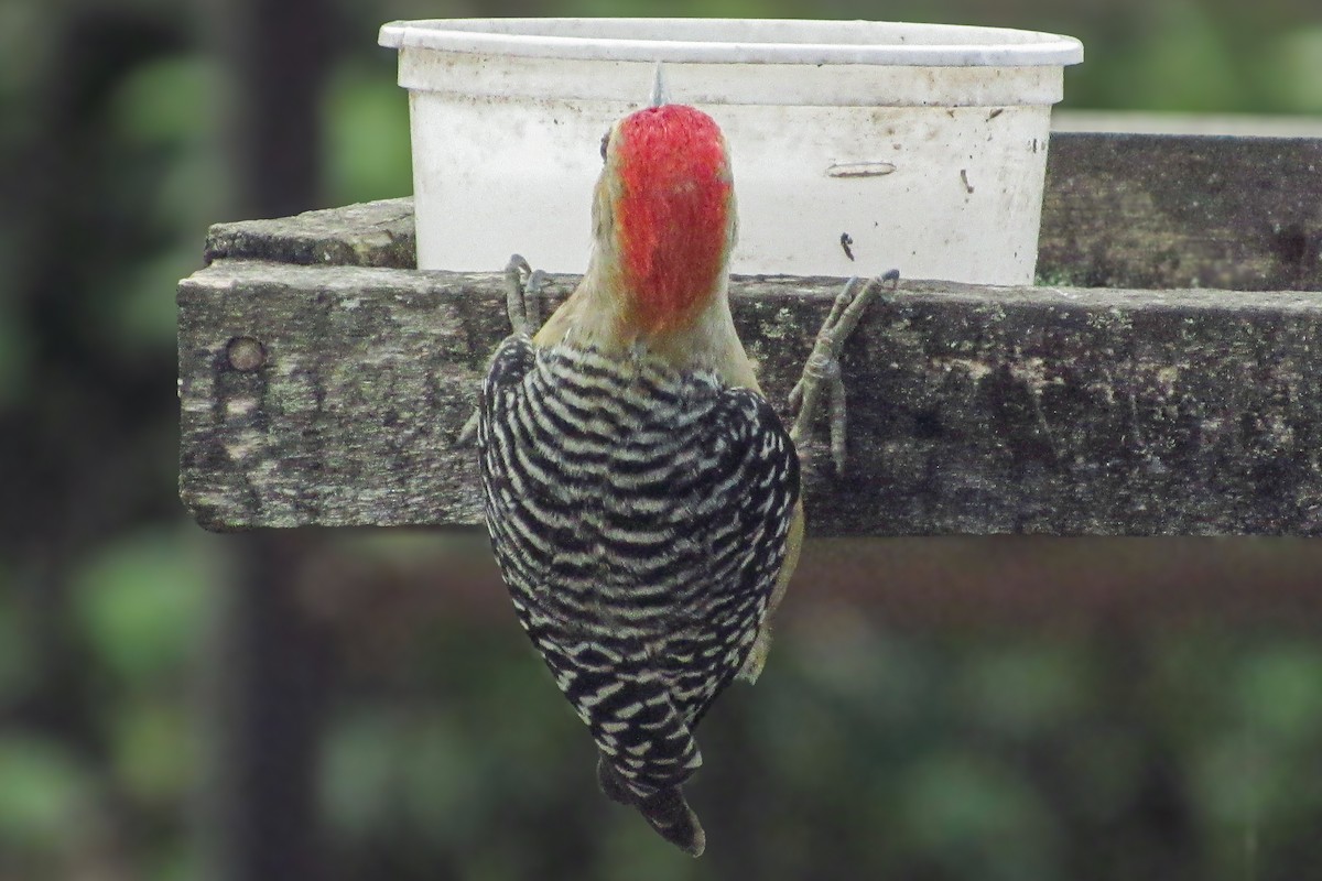 Acorn Woodpecker - ML646683945