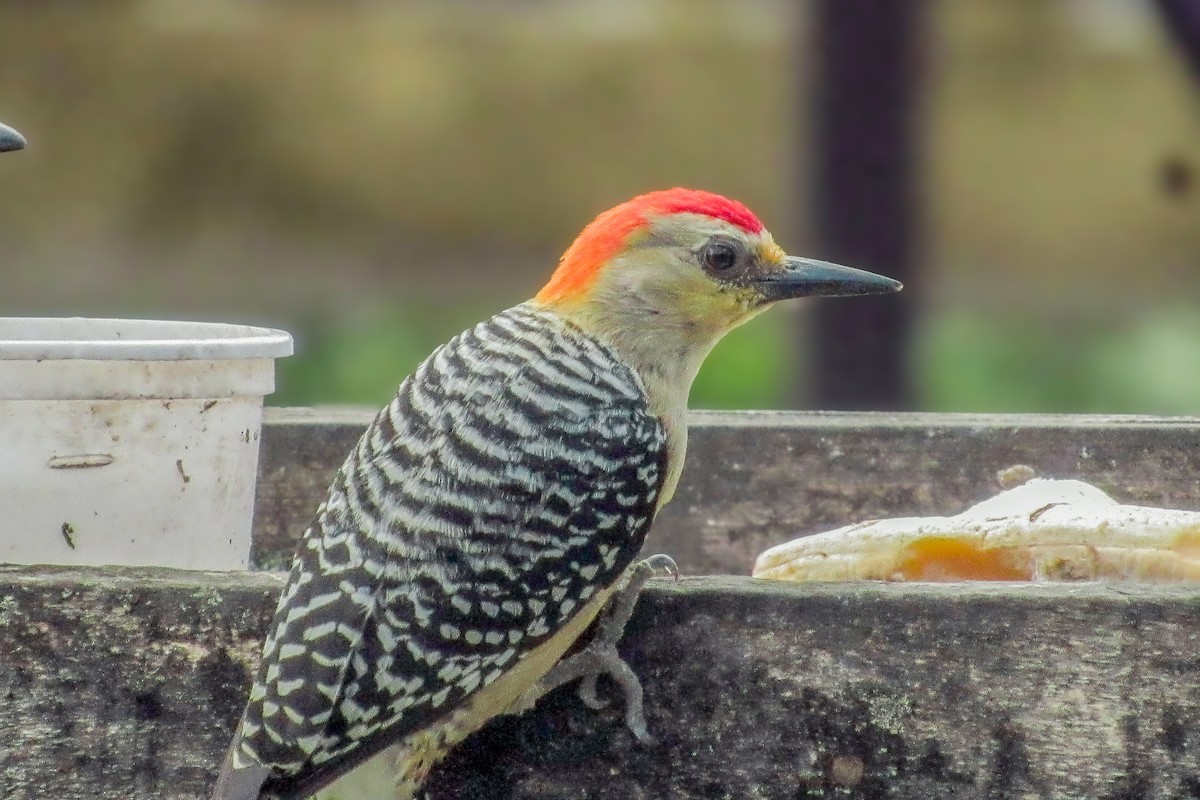 Acorn Woodpecker - ML646683946