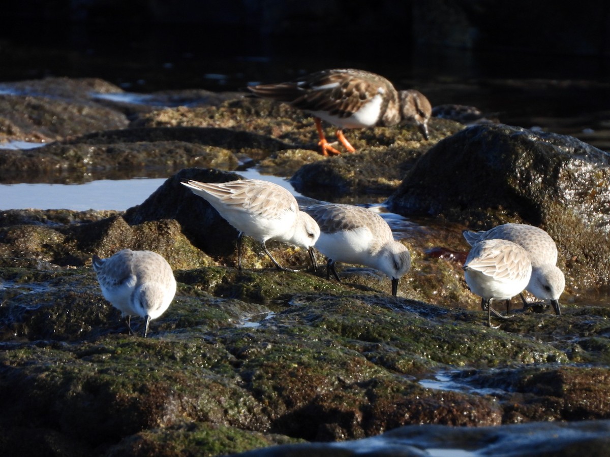 Sanderling - ML646683948