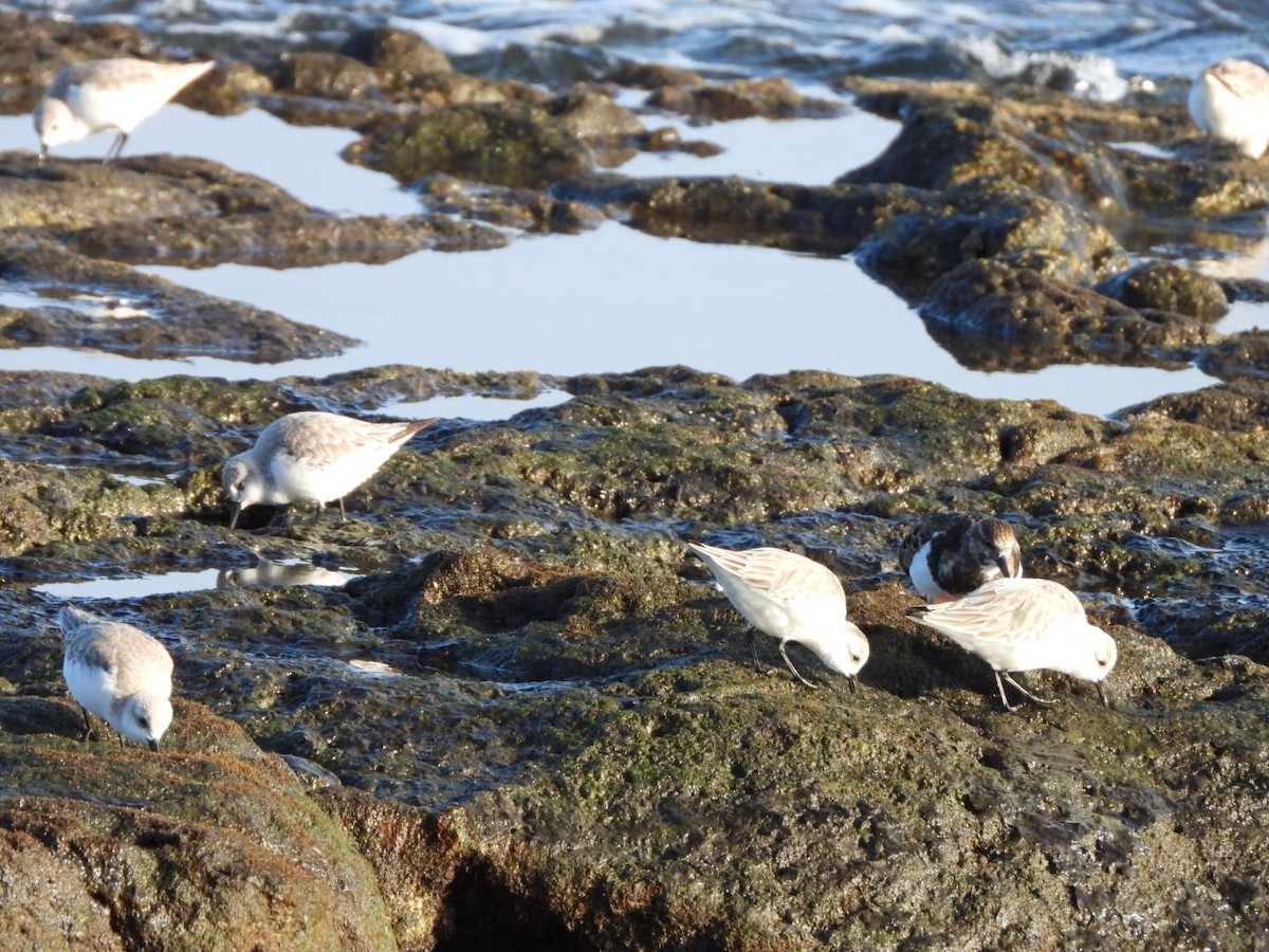 Sanderling - ML646683949