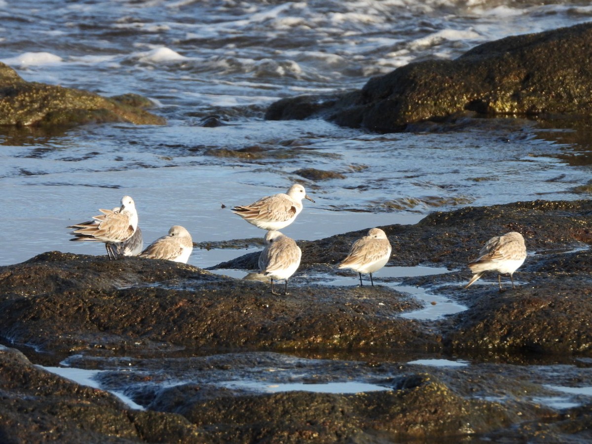 Sanderling - ML646683950