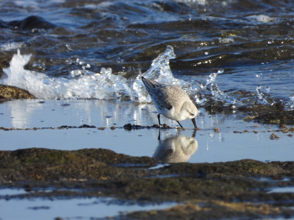 Sanderling - ML646683951