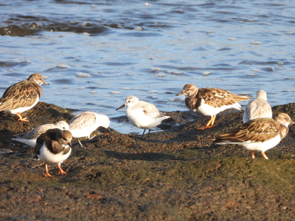 Sanderling - ML646683952