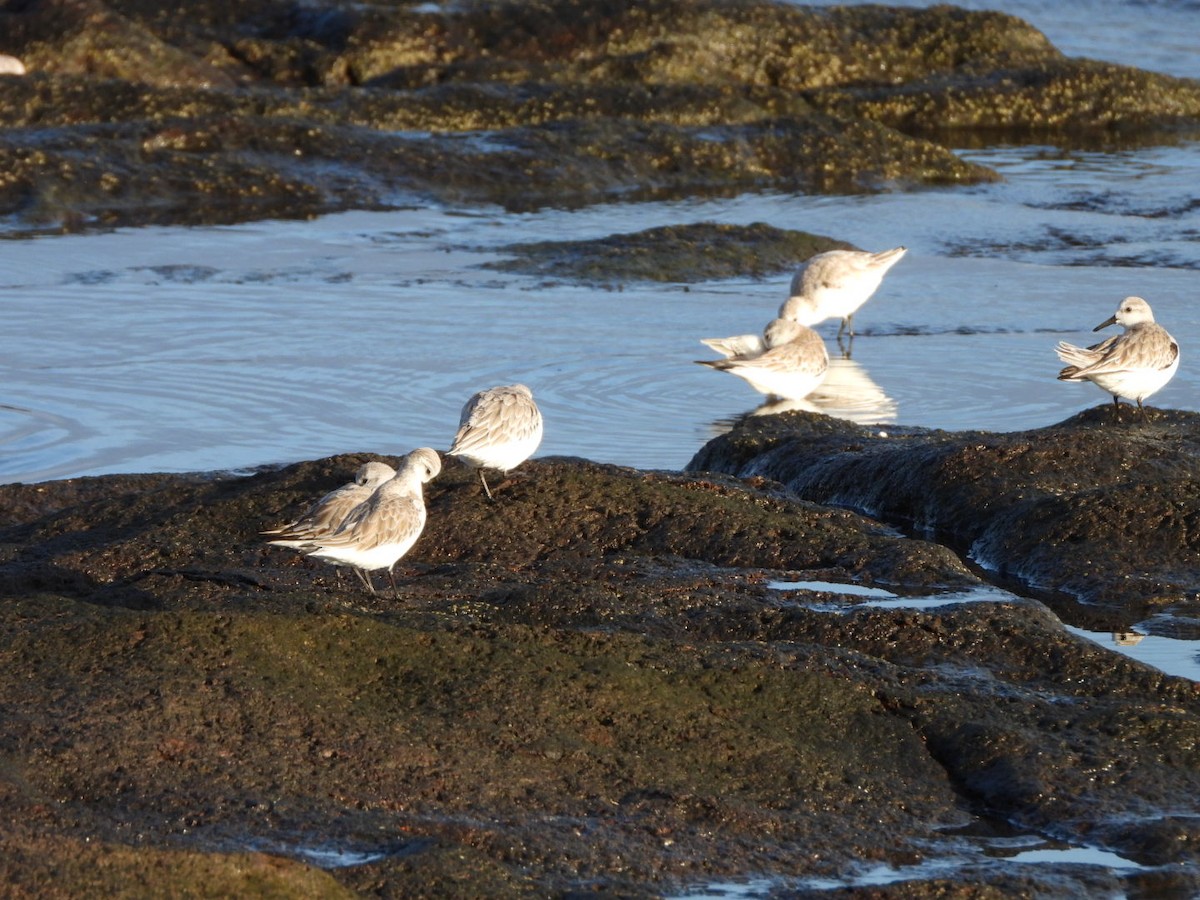 Sanderling - ML646683953
