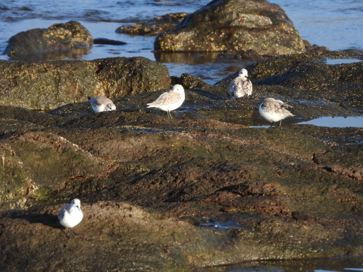 Sanderling - ML646683954