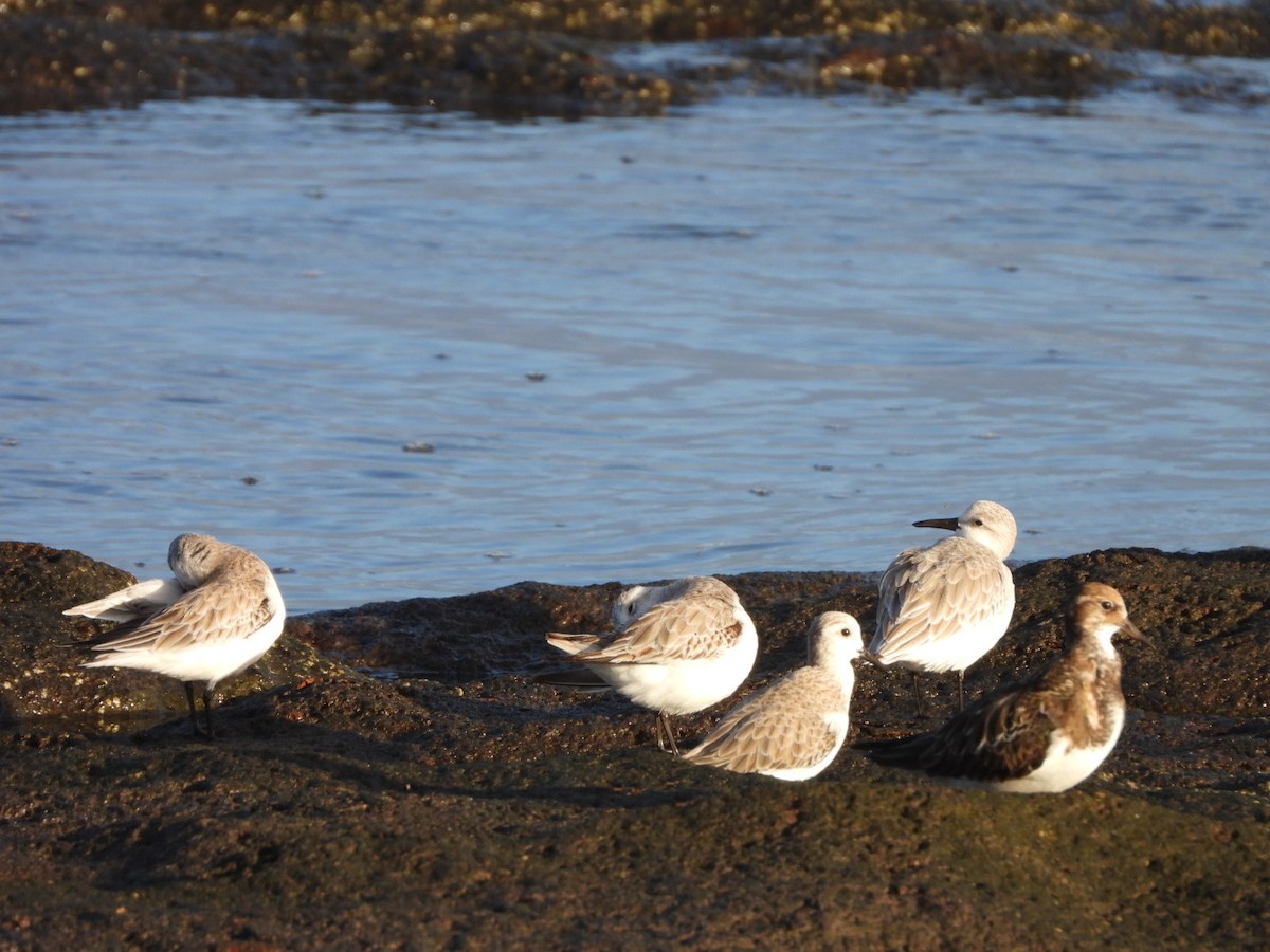 Sanderling - ML646683955