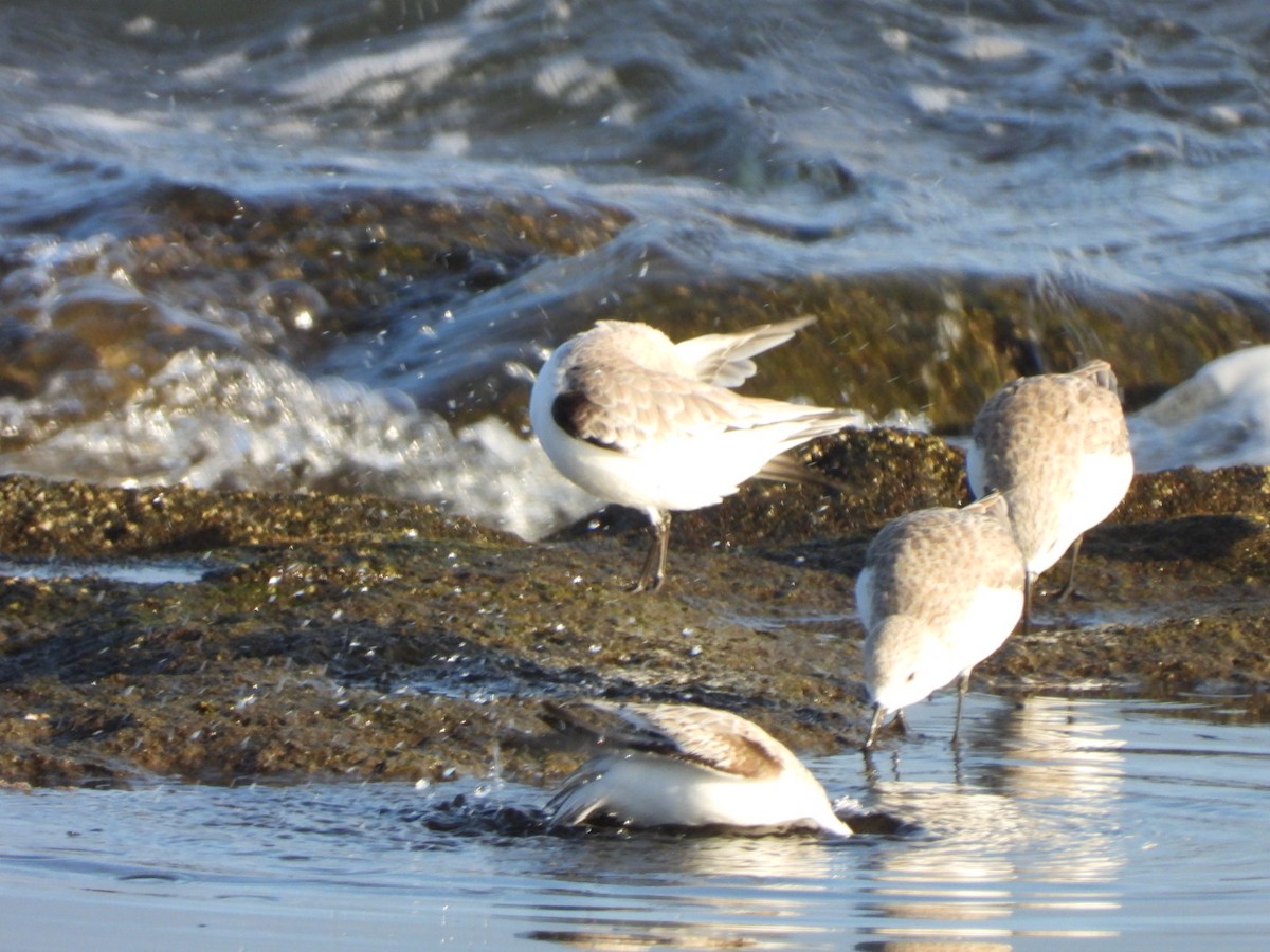 Sanderling - ML646683956