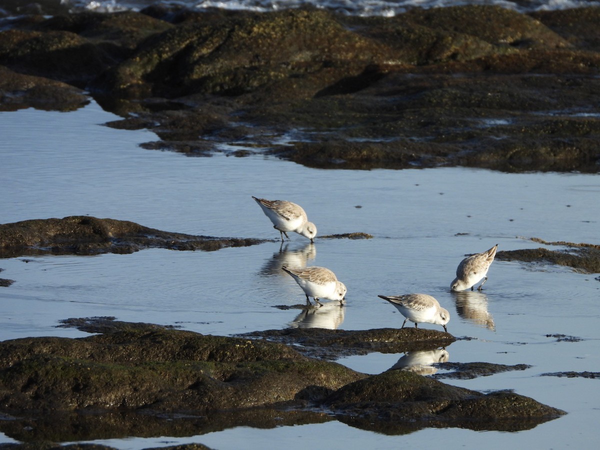 Sanderling - ML646683957