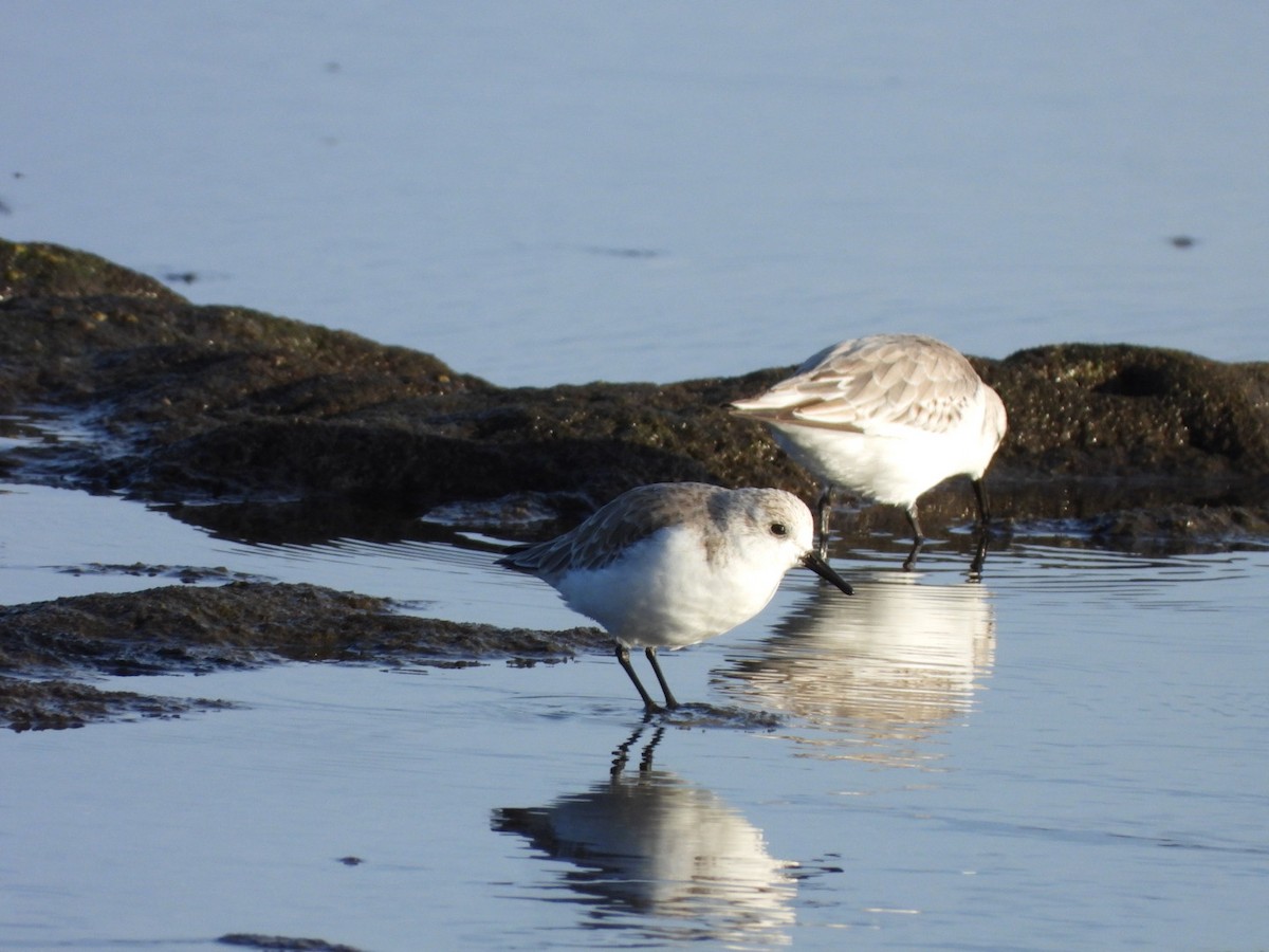 Sanderling - ML646683958