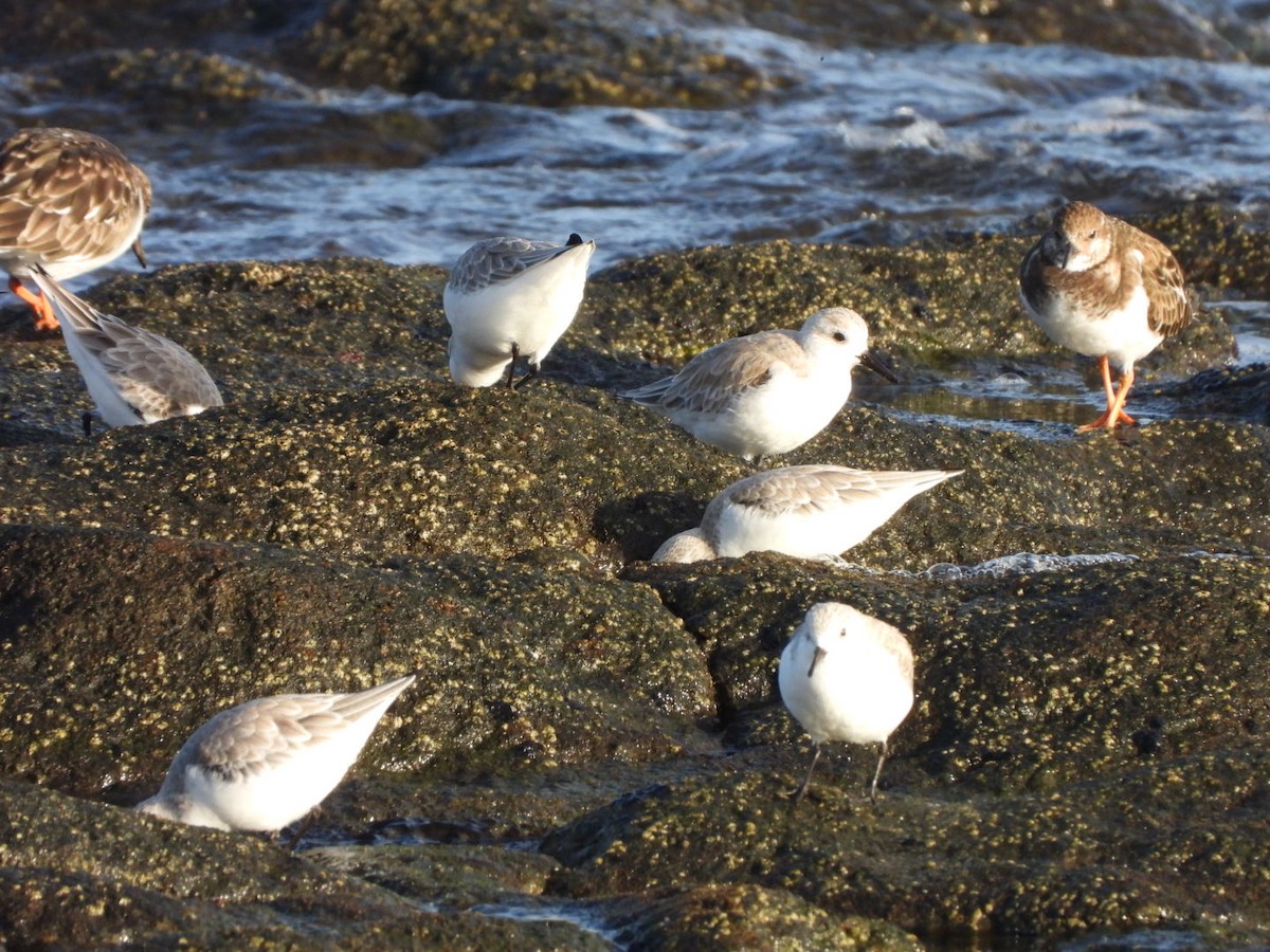 Sanderling - ML646683959