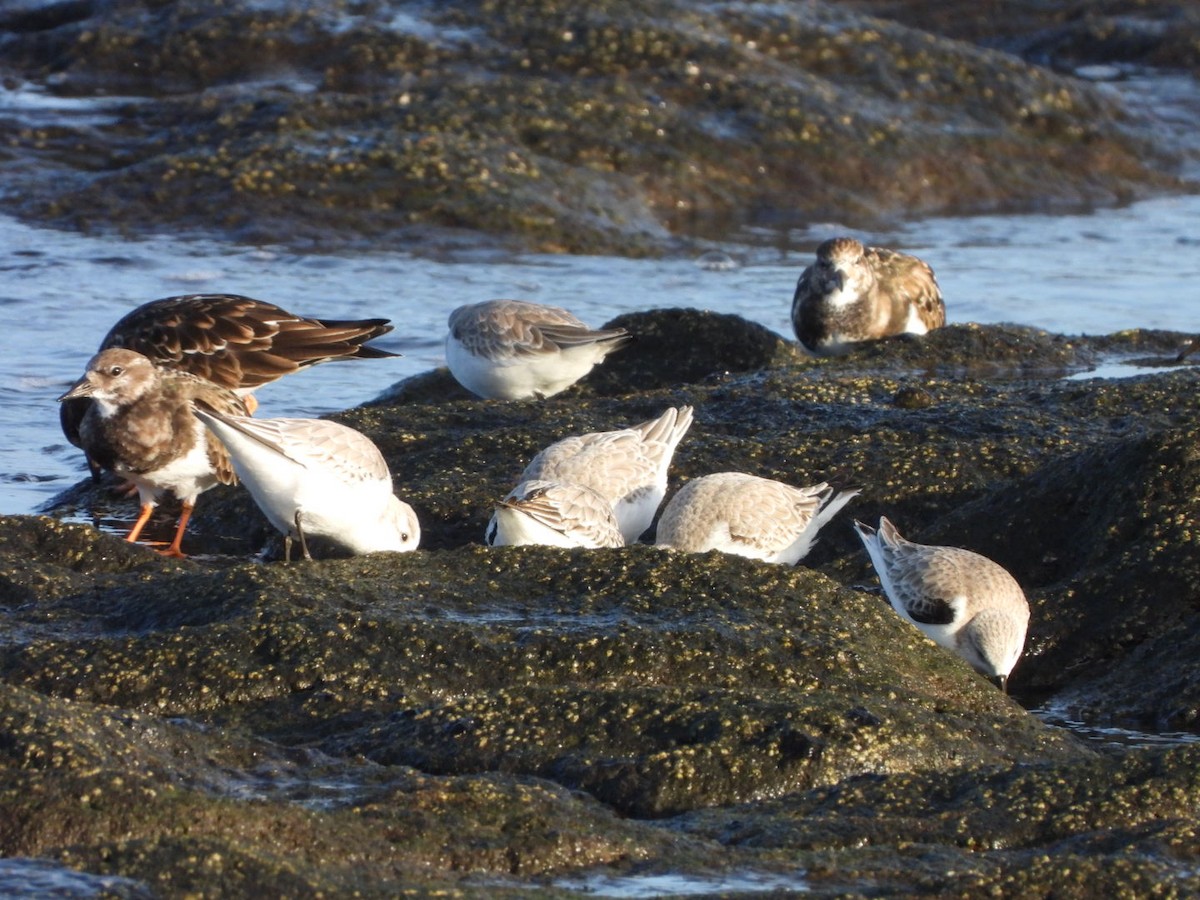 Sanderling - ML646683960