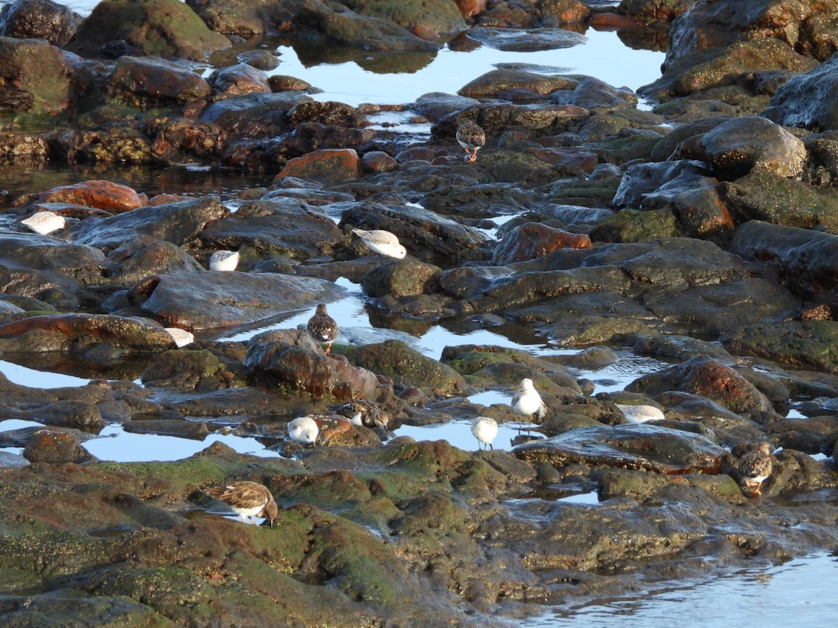 Sanderling - ML646683961