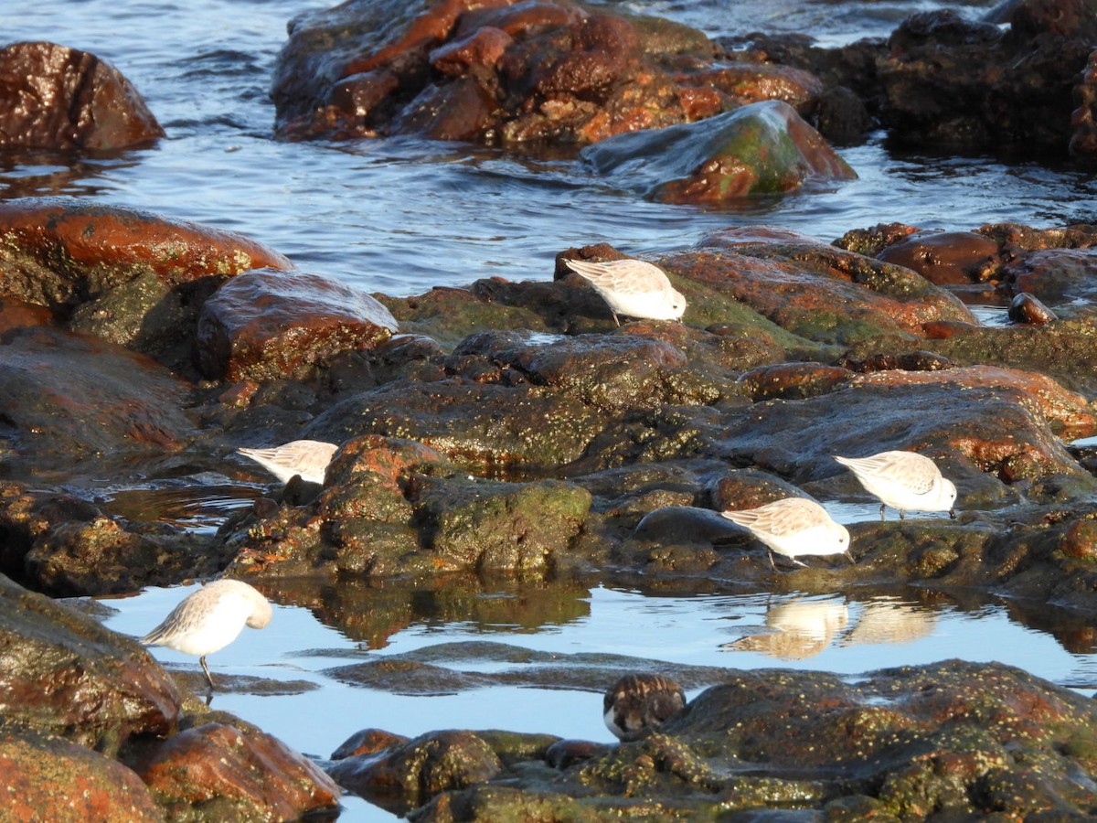 Sanderling - ML646683962