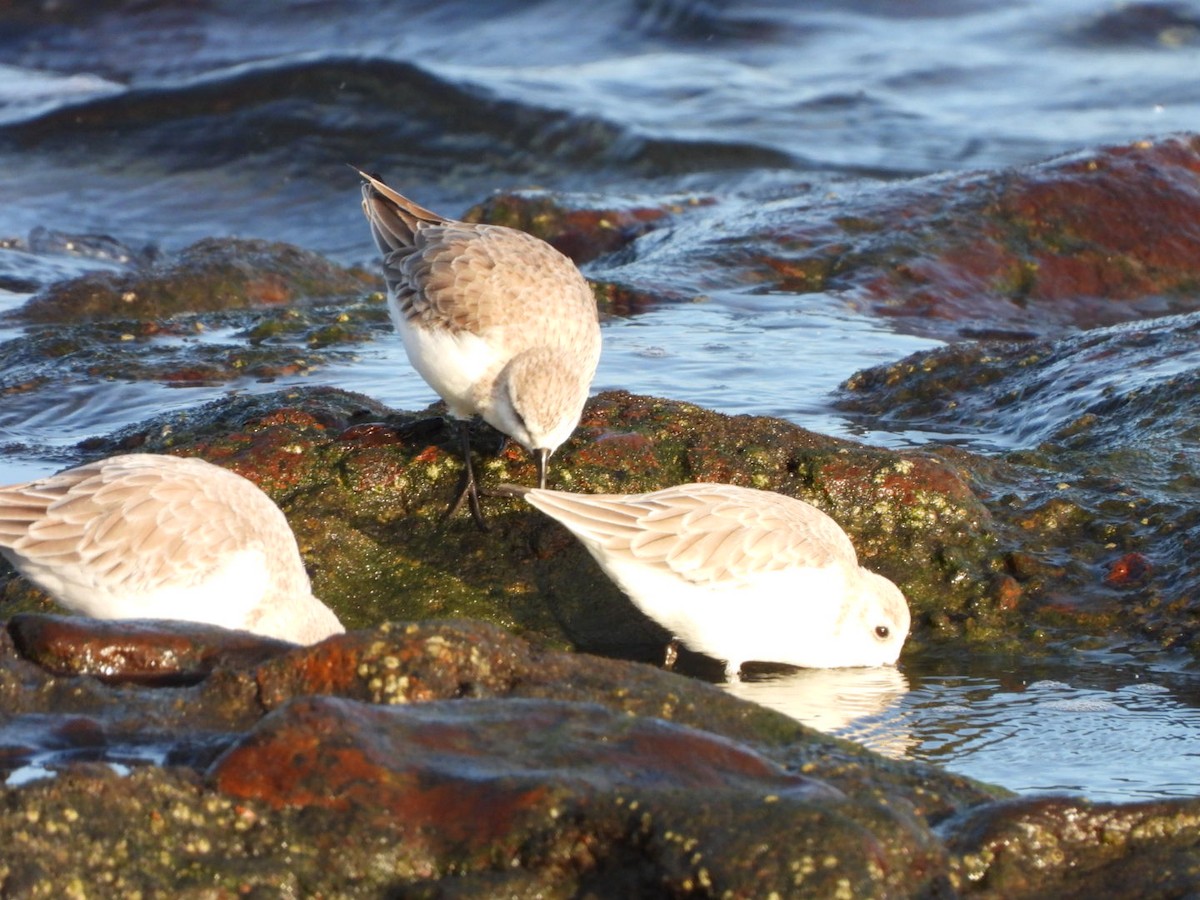 Sanderling - ML646683963