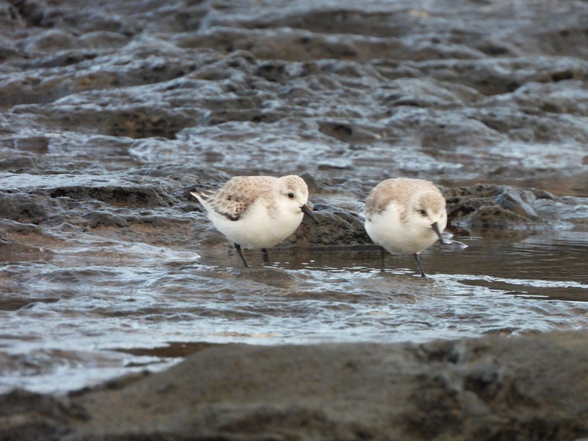 Sanderling - ML646683964