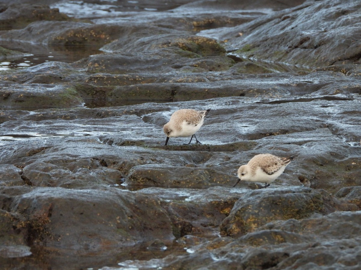 Sanderling - ML646683965