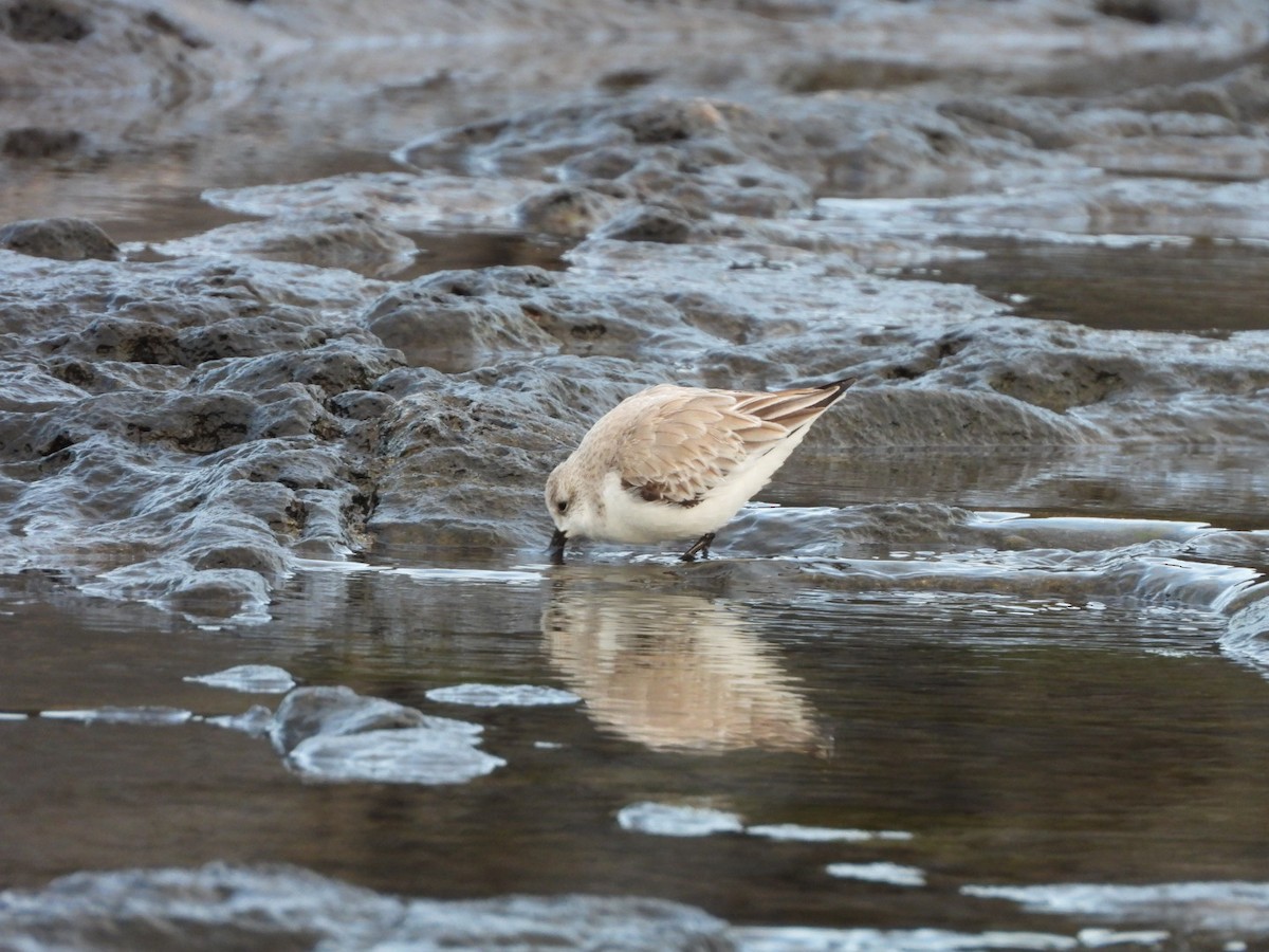 Sanderling - ML646683966