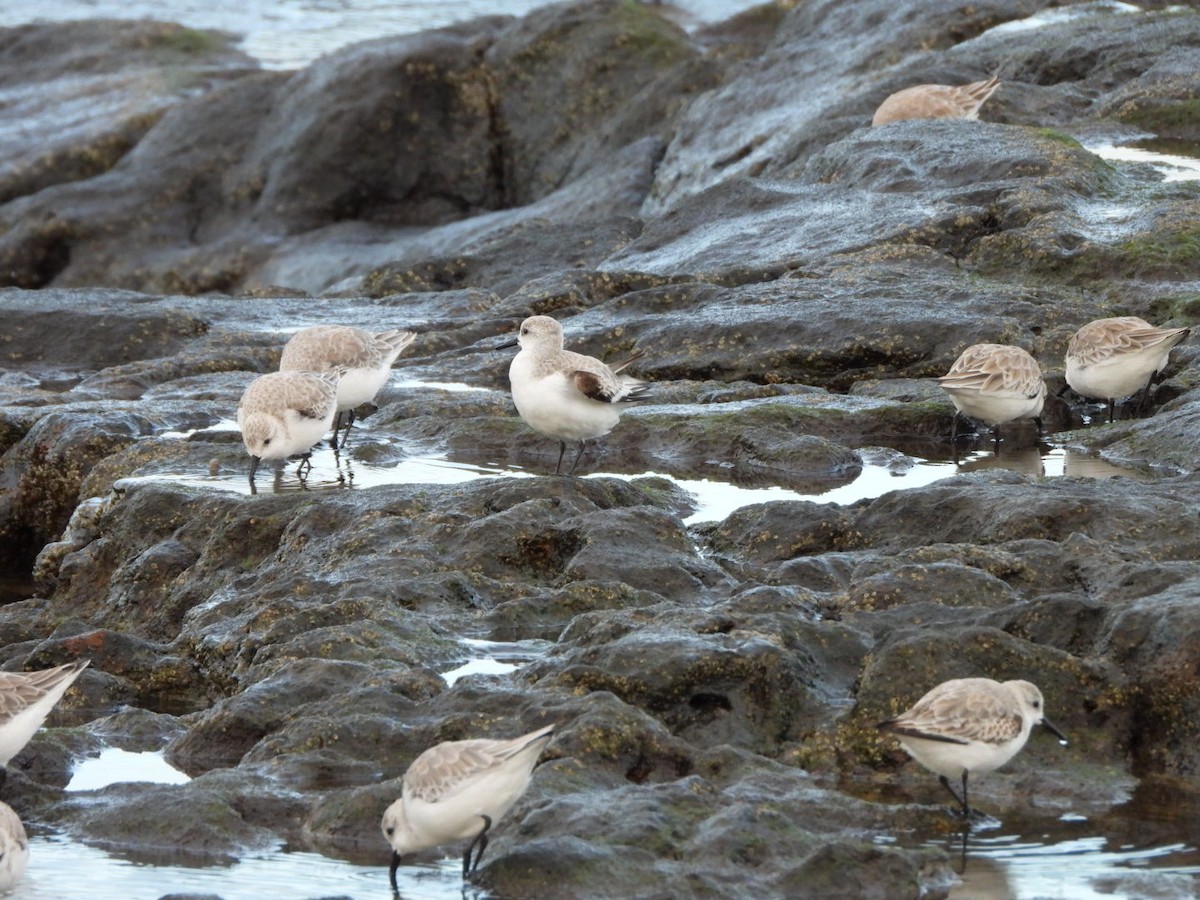 Sanderling - ML646683967