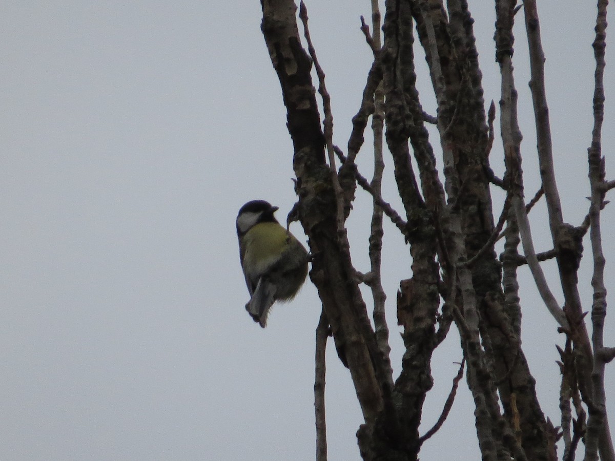 Great Tit - ML646683969