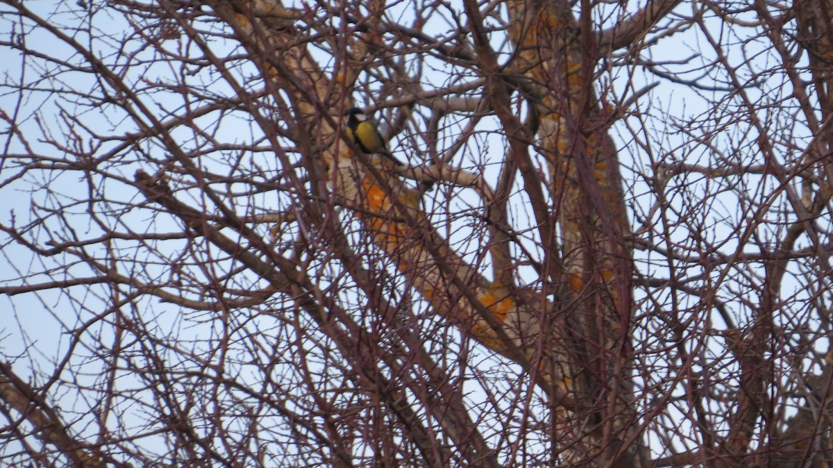 Great Tit - ML646683970