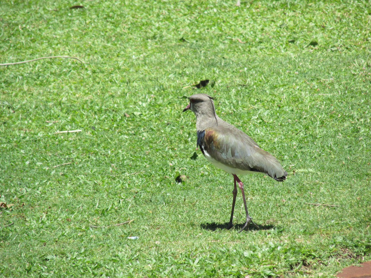 Southern Lapwing - ML646683972