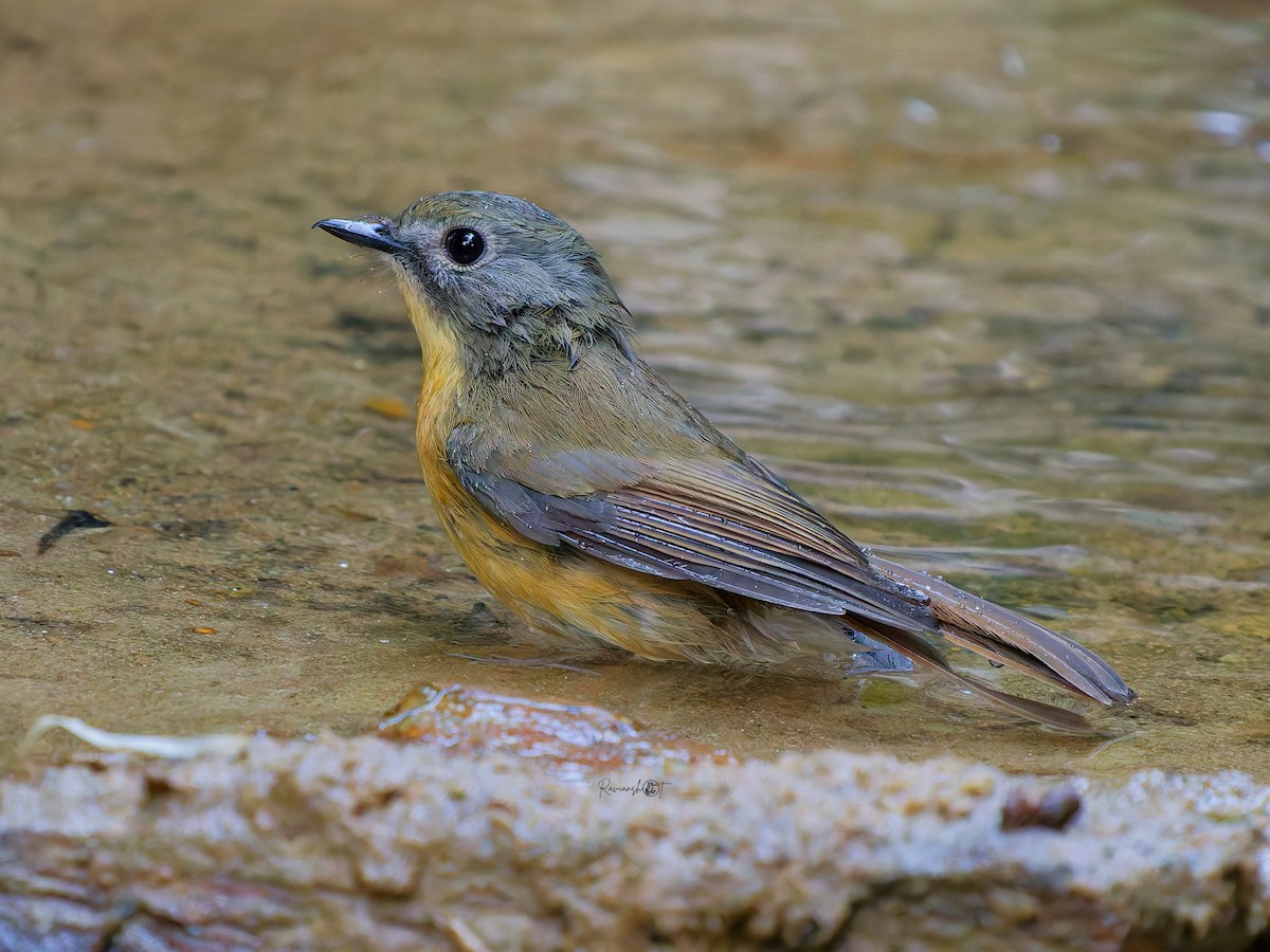 Pale-chinned Flycatcher - ML646683973