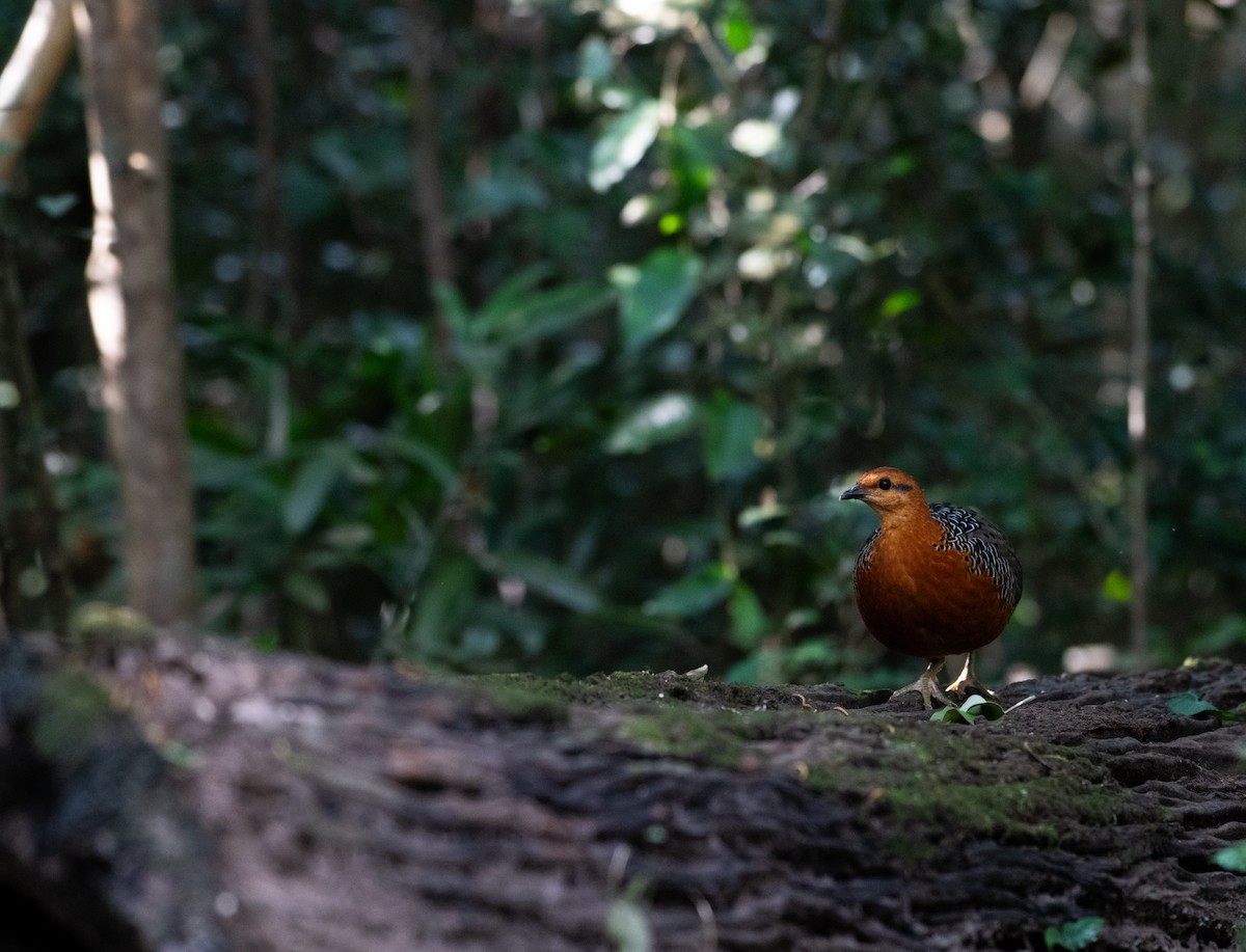 Ferruginous Partridge - ML646683979