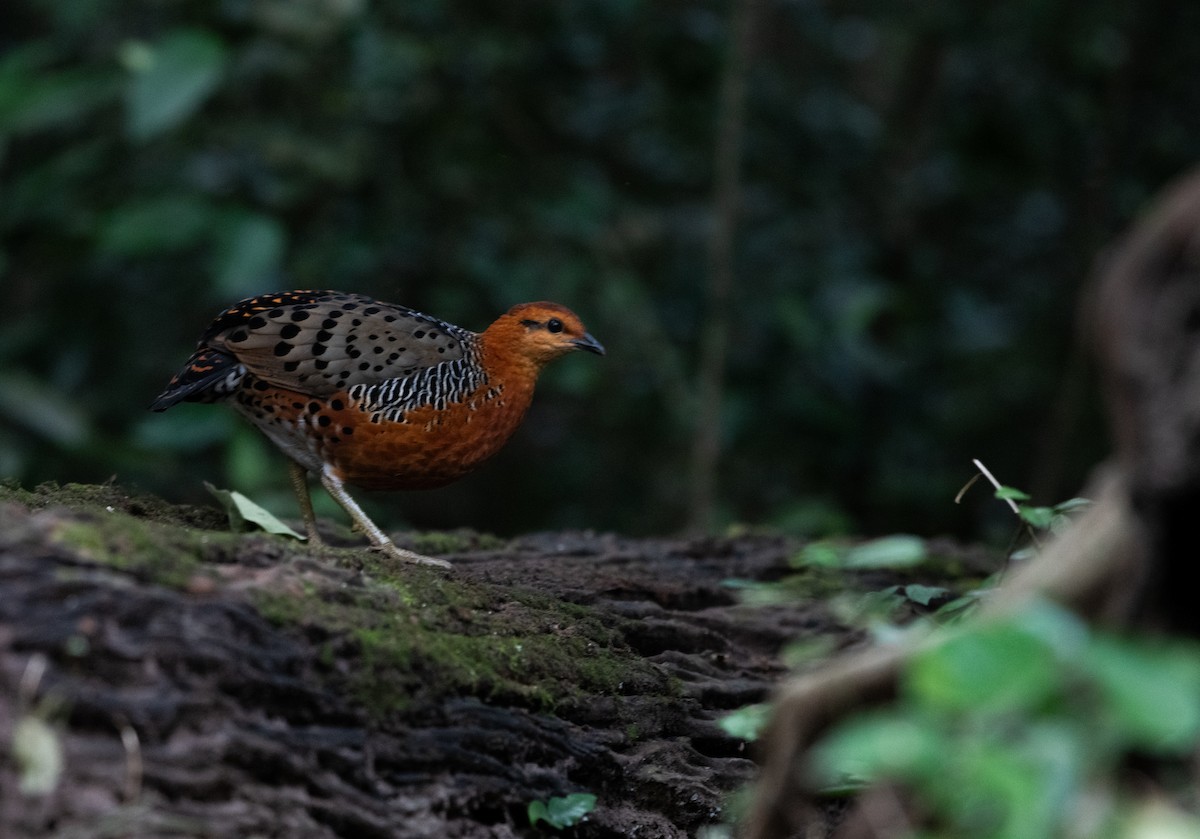 Ferruginous Partridge - ML646683980