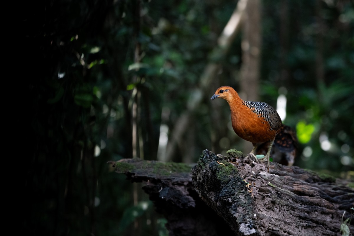 Ferruginous Partridge - ML646683981
