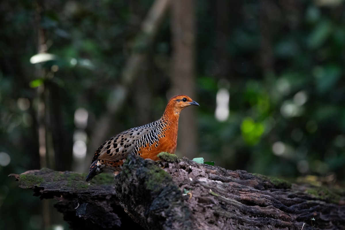 Ferruginous Partridge - ML646683982