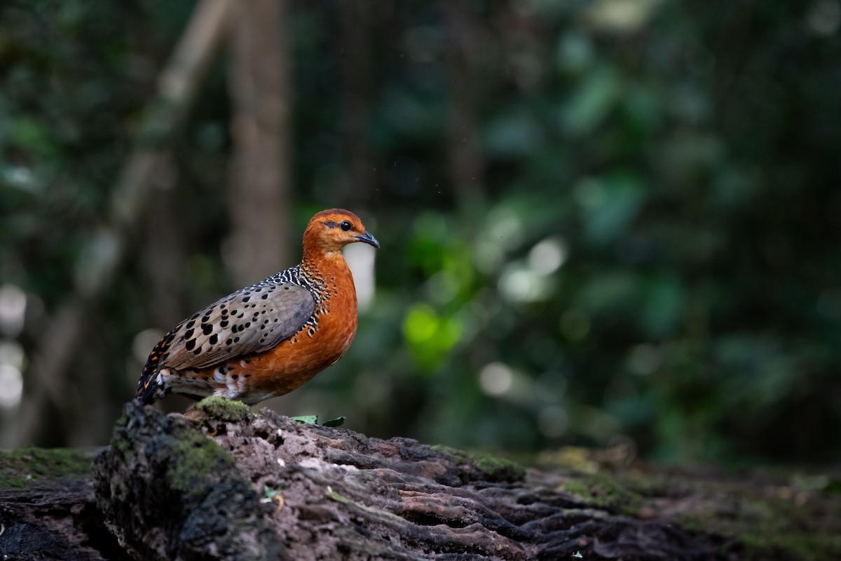 Ferruginous Partridge - ML646683983