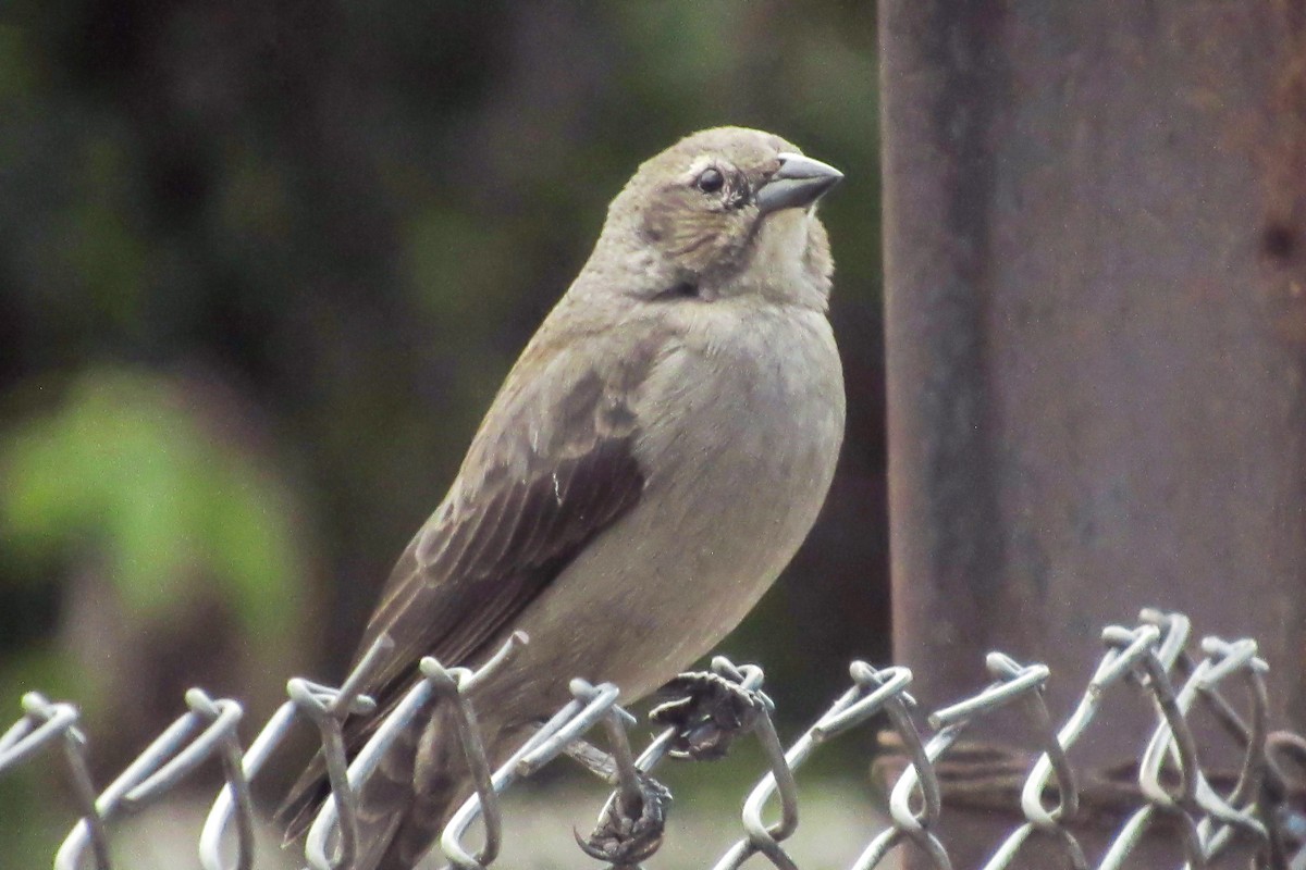 Shiny Cowbird - ML646683995