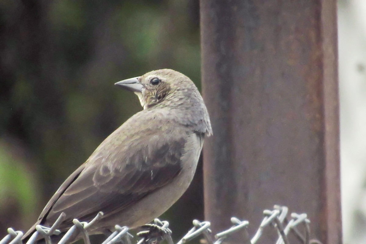 Shiny Cowbird - ML646683996