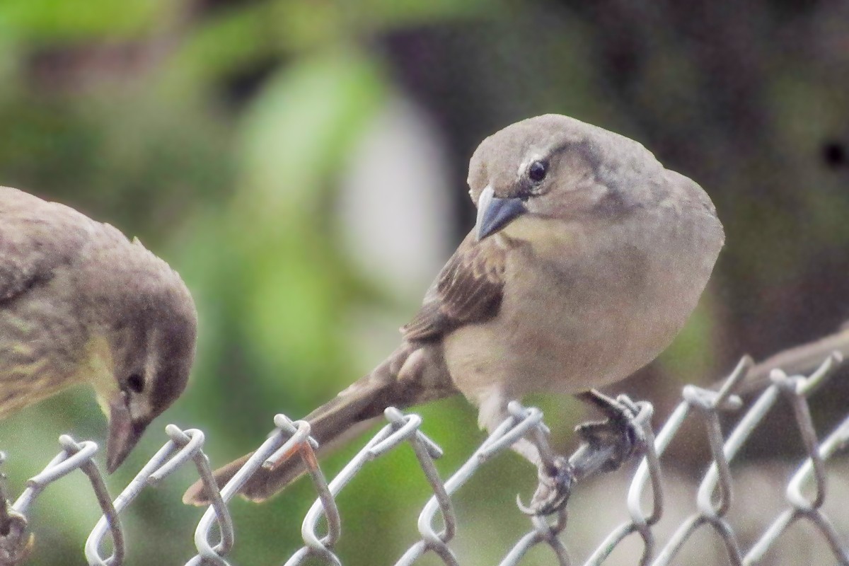 Shiny Cowbird - ML646683999