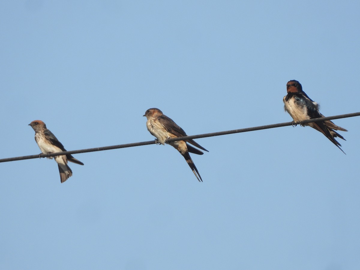 Kır Kırlangıcı - ML646684003