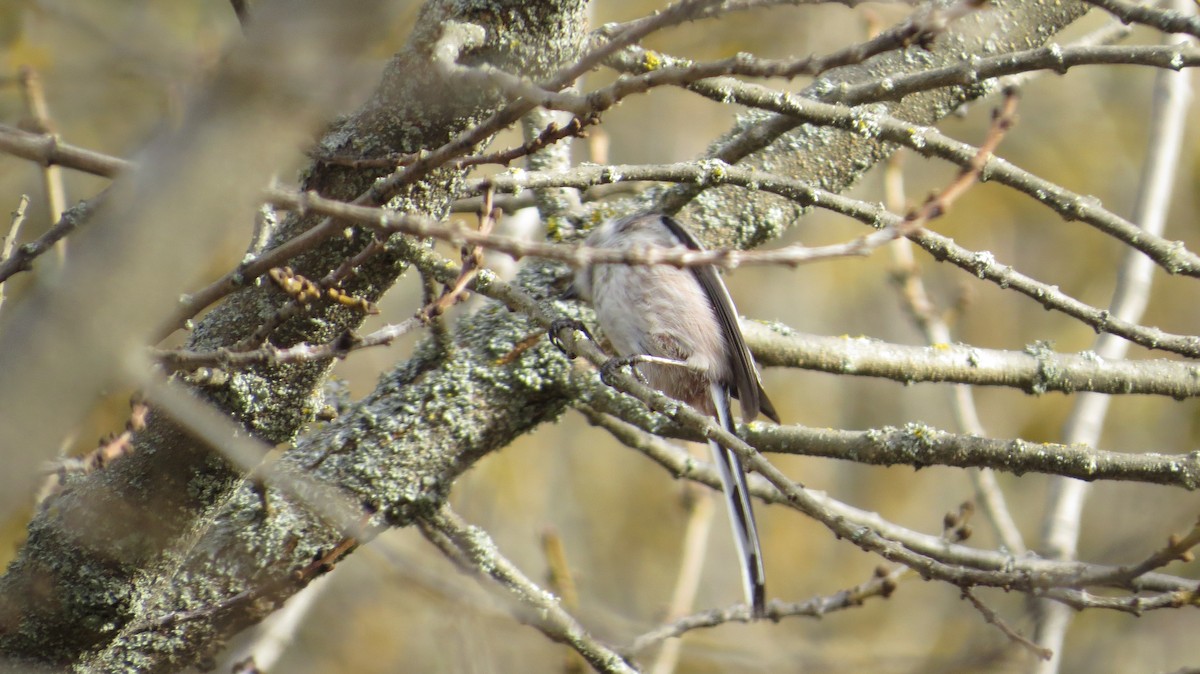 Long-tailed Tit - ML646684011