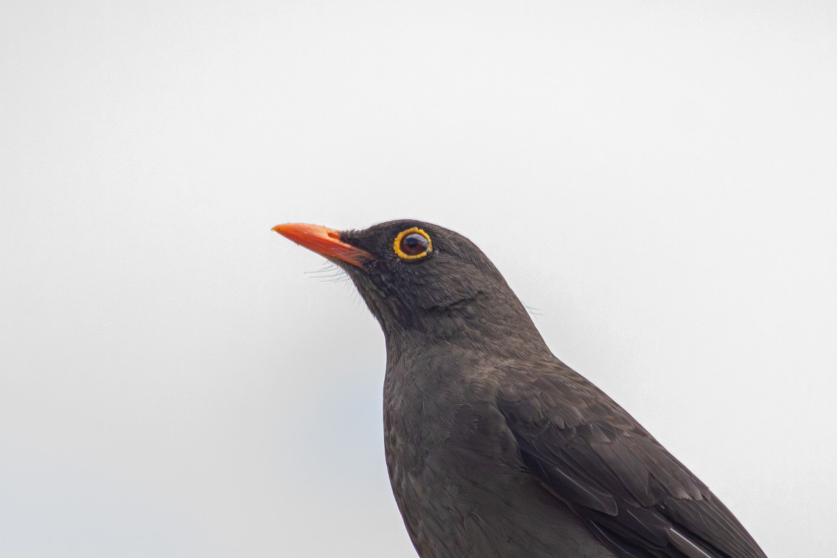 Great Thrush - ML646684012