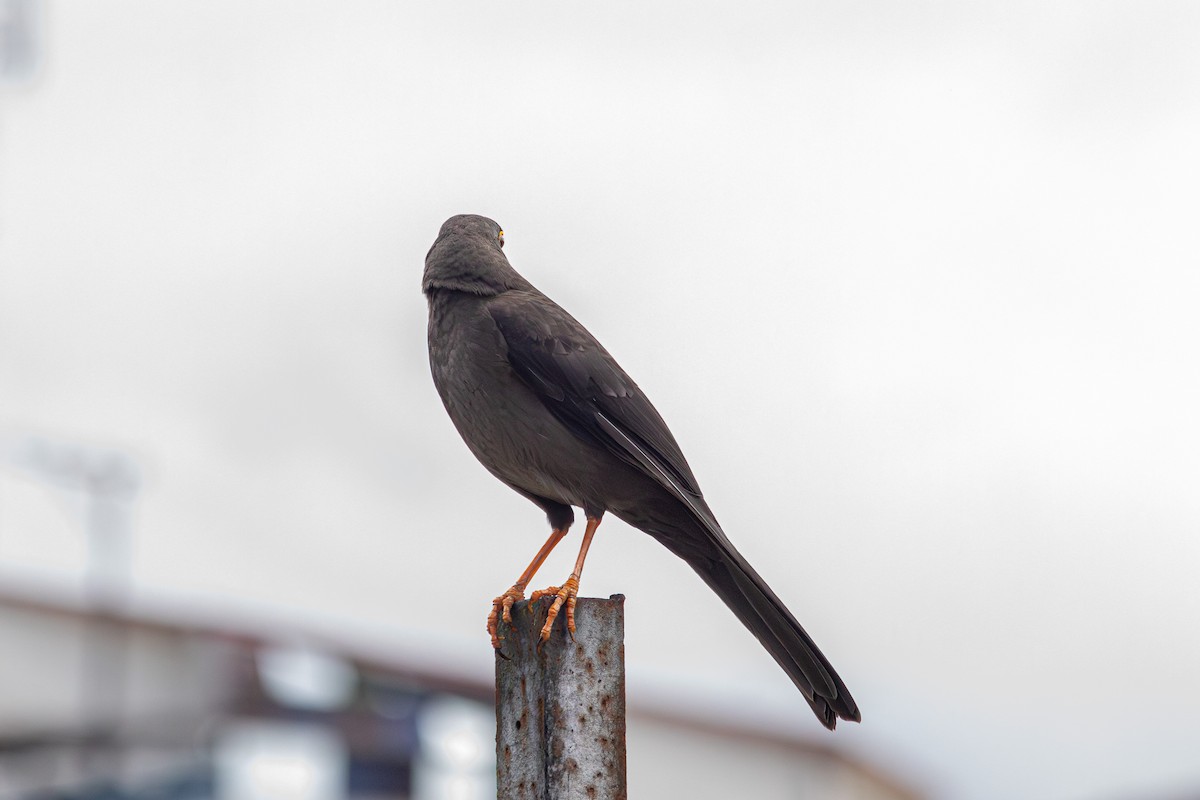 Great Thrush - ML646684013