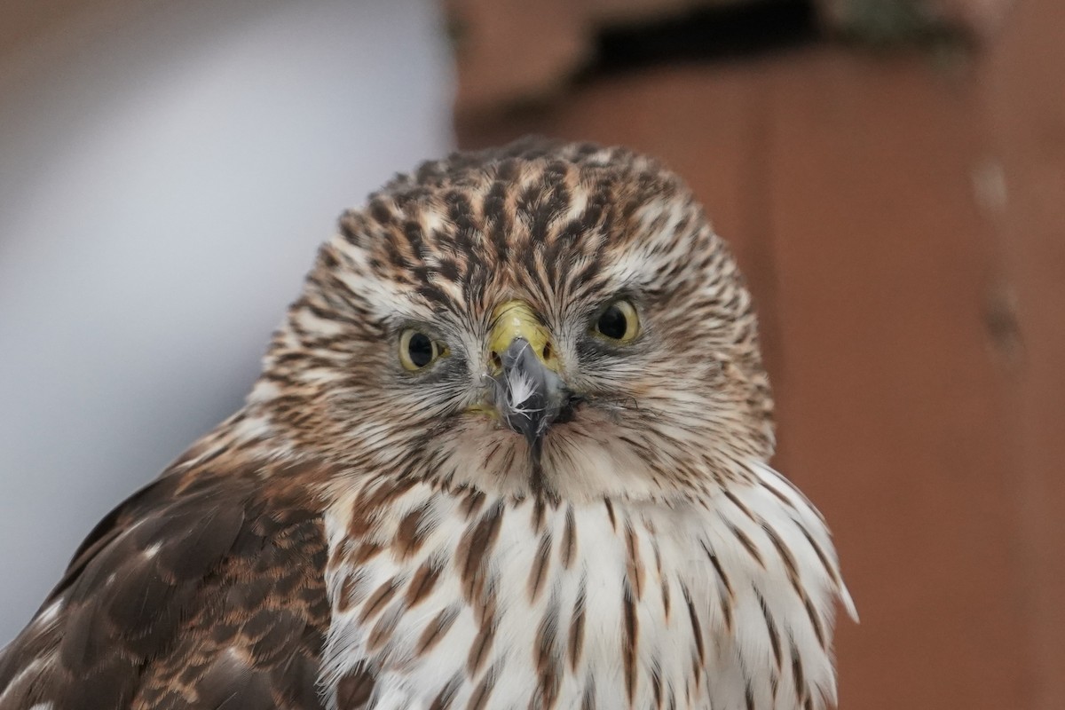 Cooper's Hawk - ML646684017