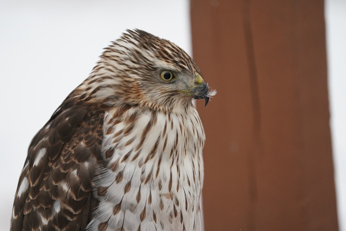 Cooper's Hawk - ML646684018
