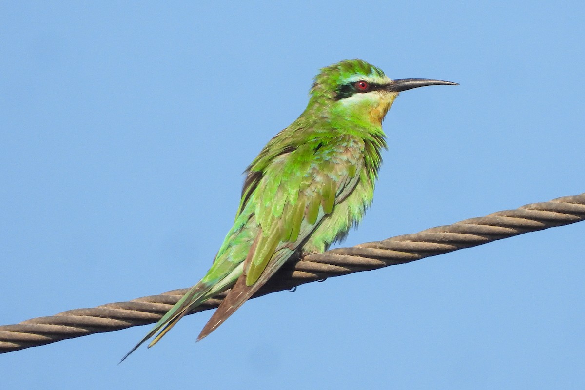 Yeşil Arıkuşu - ML646684021