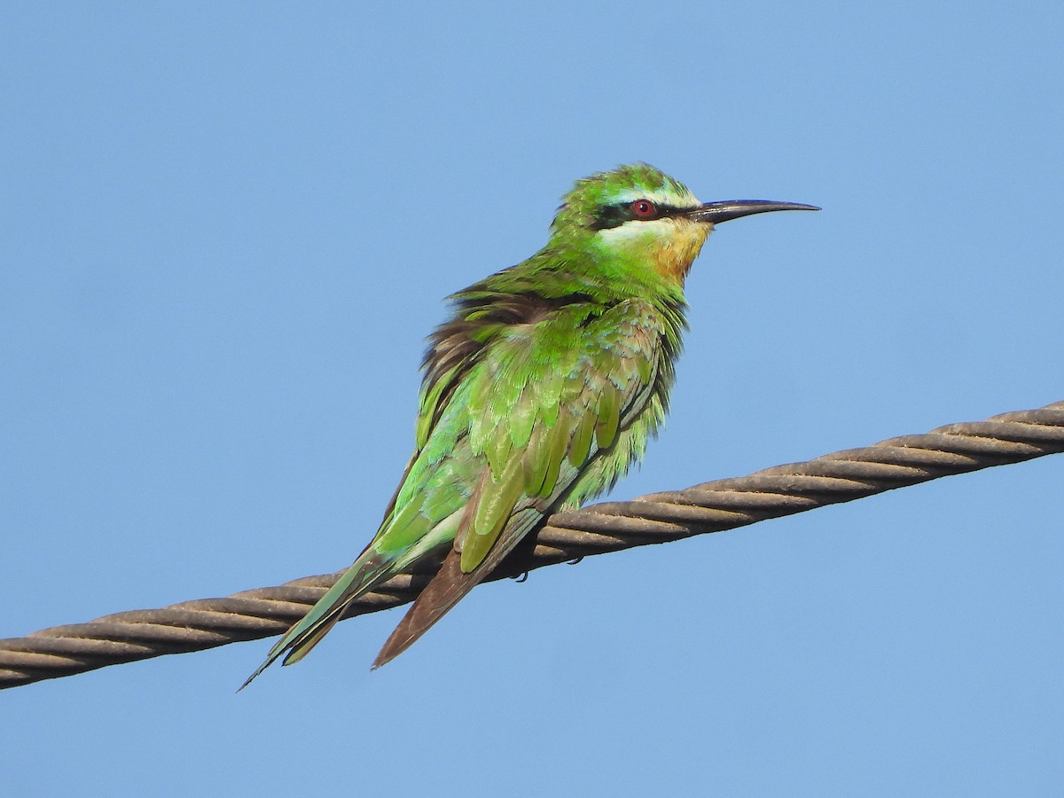 Yeşil Arıkuşu - ML646684023