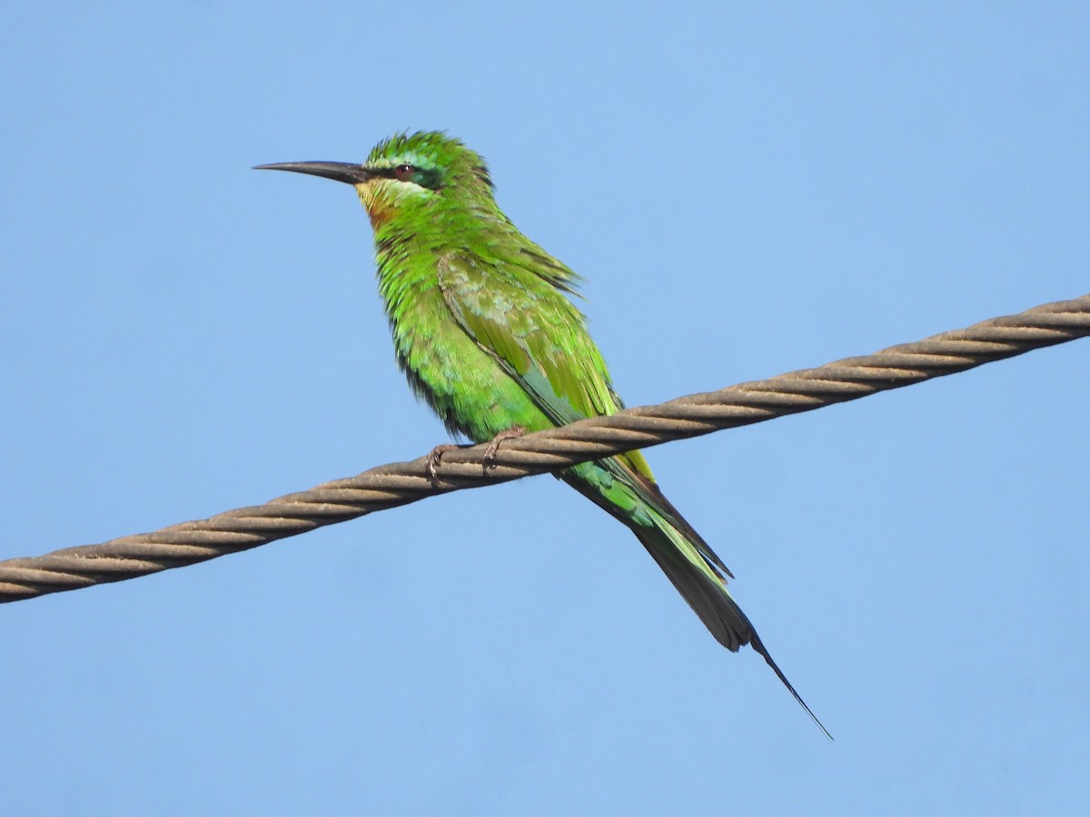 Yeşil Arıkuşu - ML646684024